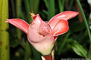 Fleurs - Flowers